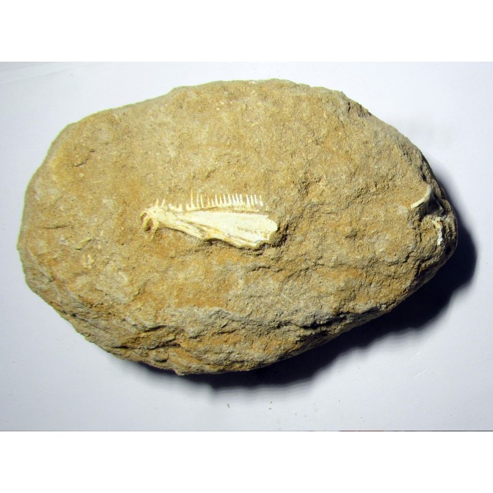 enchodus lybicus (5)