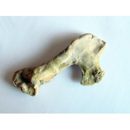 PTEROSAUR BEAK: Alanqa saharica (5)