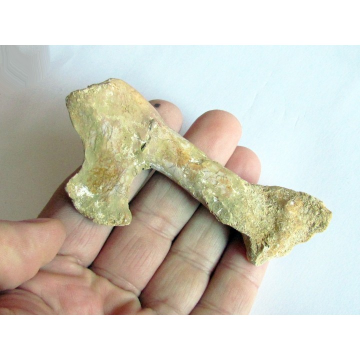 PTEROSAUR BEAK: Alanqa saharica (5)
