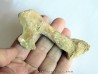 PTEROSAUR BEAK: Alanqa saharica (5)