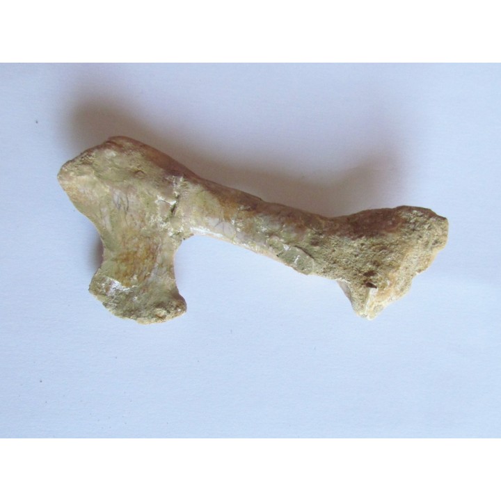 PTEROSAUR BEAK: Alanqa saharica (5)
