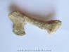 PTEROSAUR BEAK: Alanqa saharica (5)