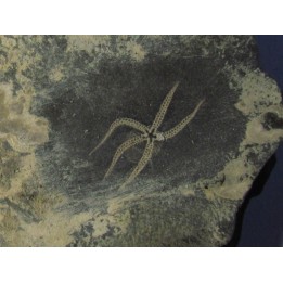 OPHIURE SP. (1)