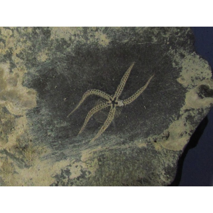 OPHIURE SP. (1)