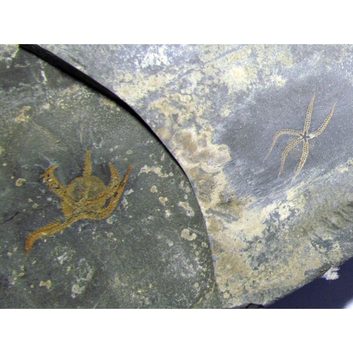 OPHIURE SP. (1)