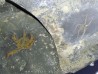 OPHIURE SP. (1)