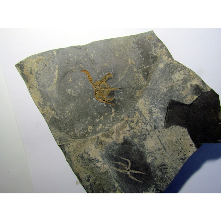OPHIURE SP. (1)