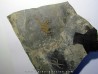 OPHIURE SP. (1)