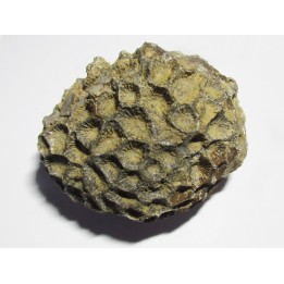 disphyllia wangi (1)
