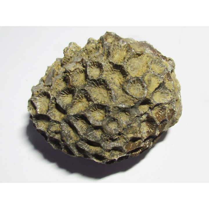 disphyllia wangi (1)