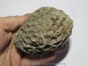 disphyllia wangi (1)
