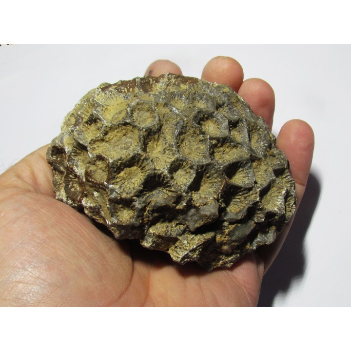 disphyllia wangi (1)