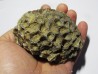 disphyllia wangi (1)