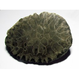 disphyllia wangi (3)