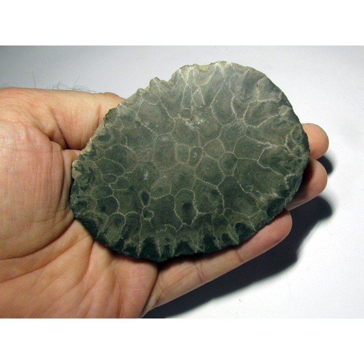 disphyllia wangi (3)