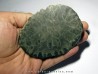 disphyllia wangi (3)