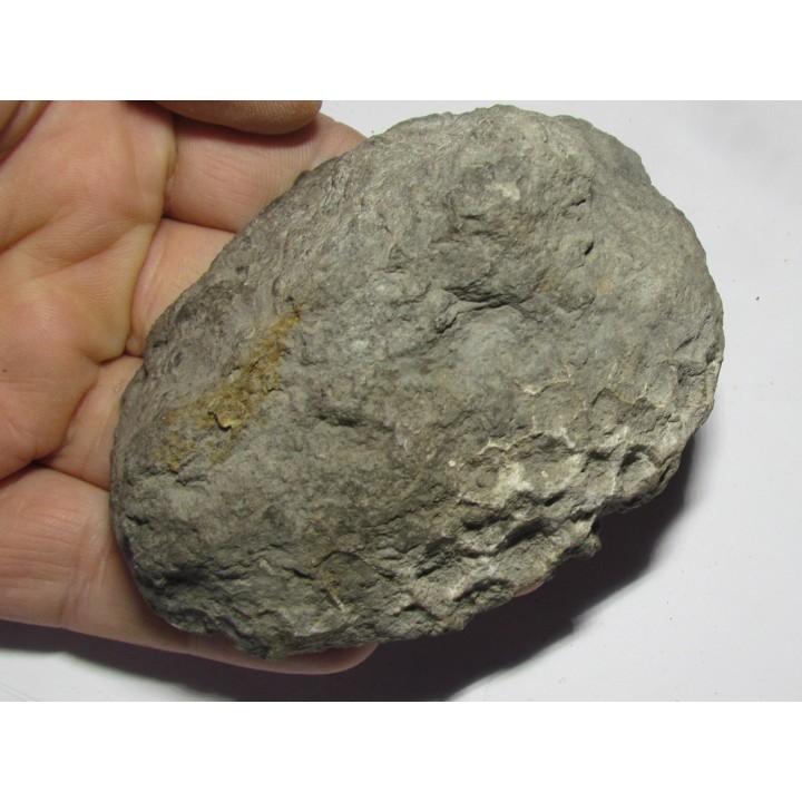 disphyllia wangi (3)