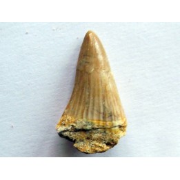 MOSASAURE  tooth Platecarpus ptychodon (5)