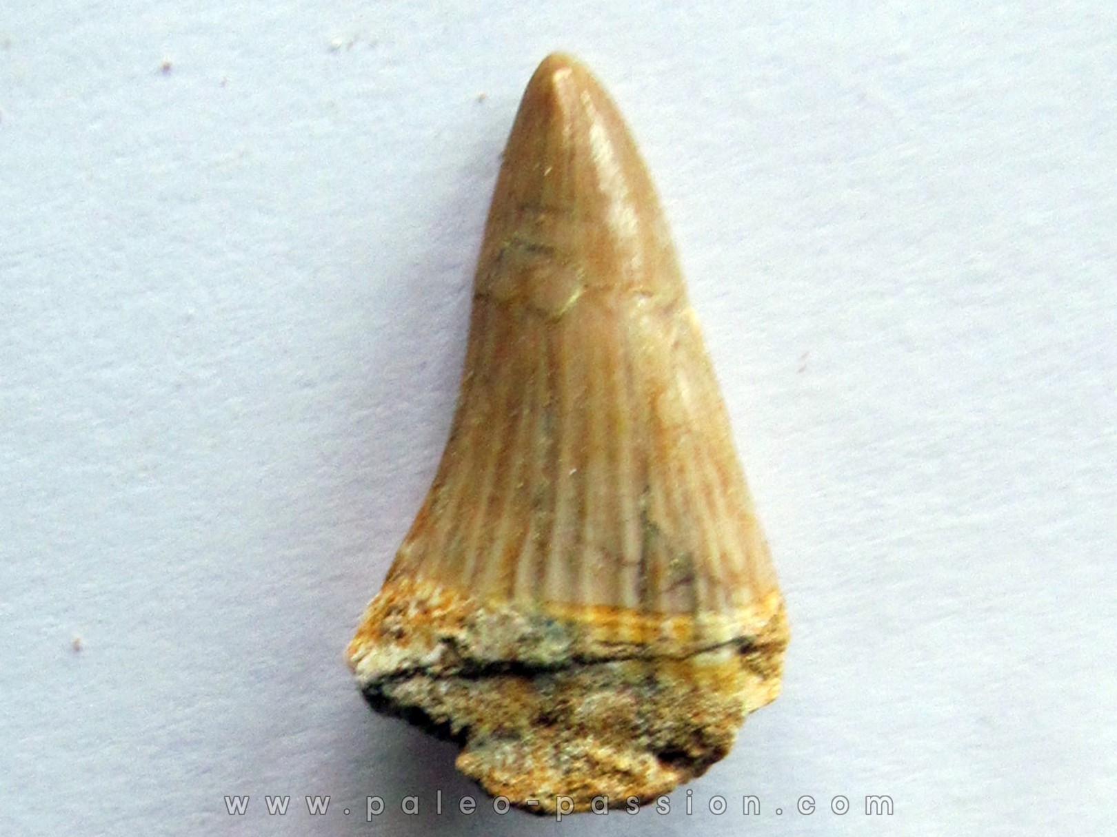DENT DE MOSASAURE Platecarpus ptychodon (5)