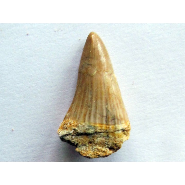 DENT DE MOSASAURE   Platecarpus ptychodon  (5)