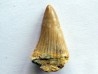MOSASAURE  tooth Platecarpus ptychodon (5)