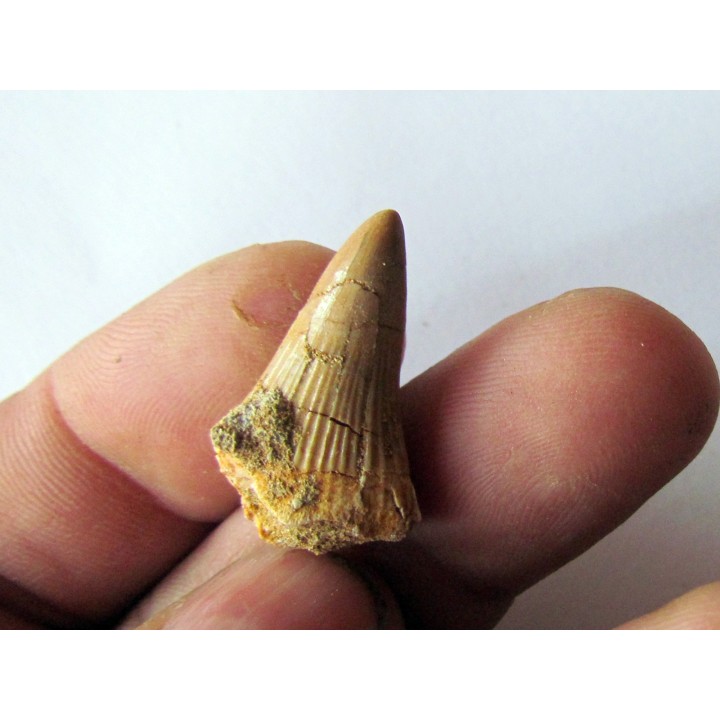 MOSASAURE  tooth Platecarpus ptychodon (5)