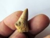 DENT DE MOSASAURE Platecarpus ptychodon (5)