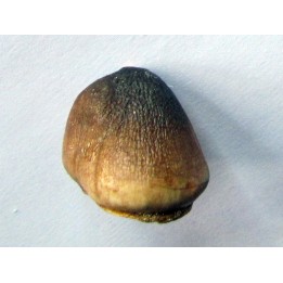 DENT DE MOSASAURE   Globidens phosphaticus  (2)