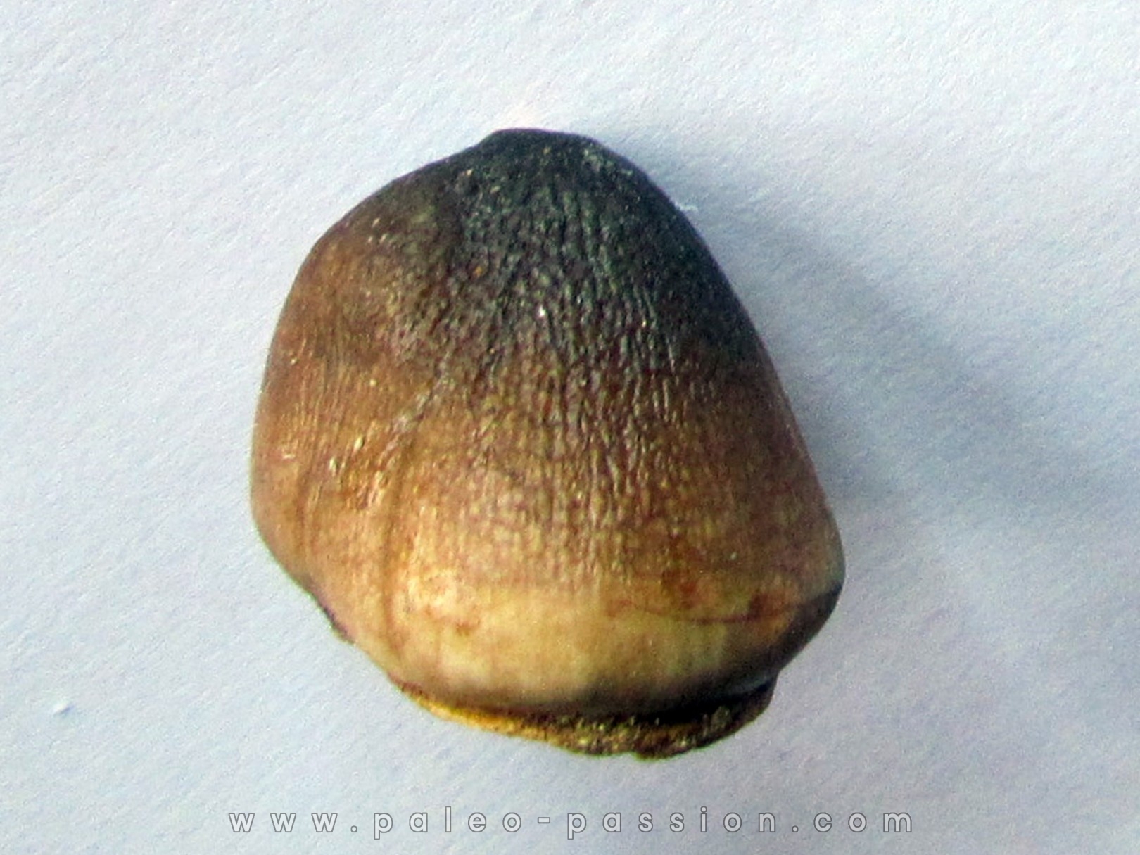 DENT DE MOSASAURE Globidens phosphaticus (2)
