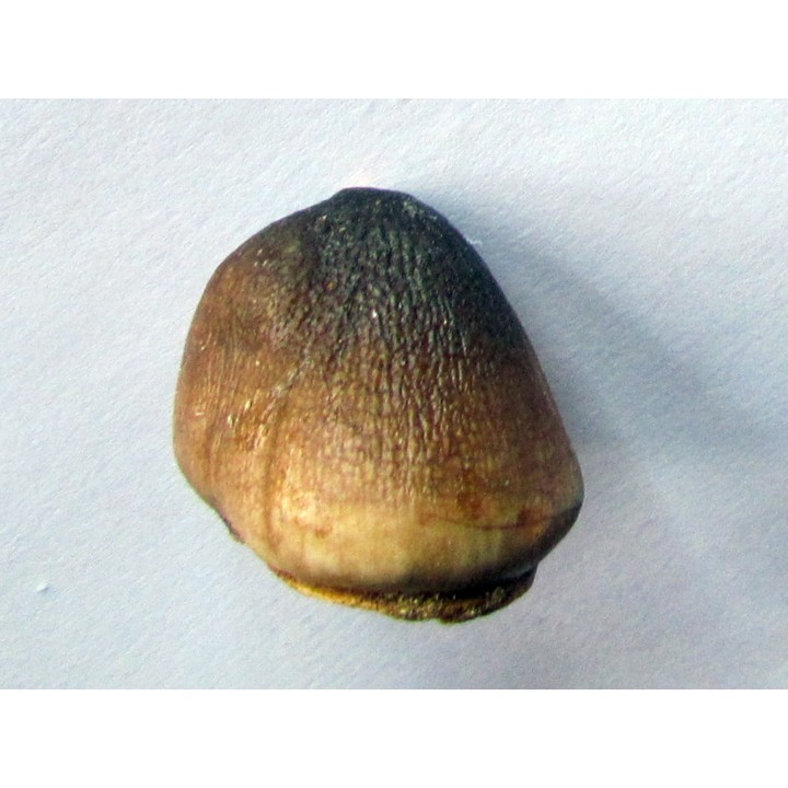 DENT DE MOSASAURE   Globidens phosphaticus  (2)
