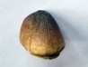 DENT DE MOSASAURE Globidens phosphaticus (2)