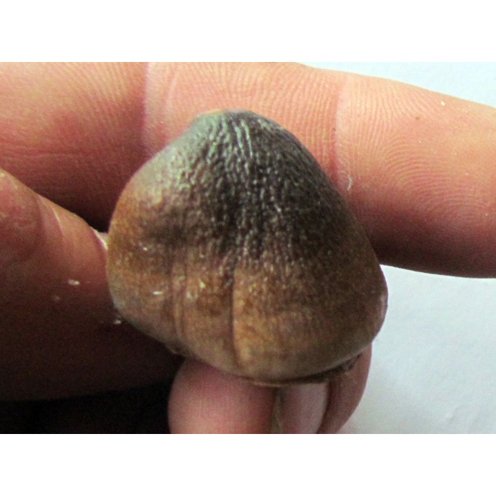 MOSASAURE  tooth Globidens phosphaticus (2)