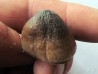 MOSASAURE tooth Globidens phosphaticus (2)