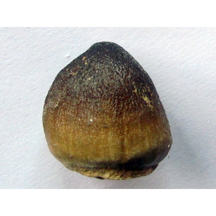 MOSASAURE  tooth Globidens phosphaticus (4)