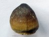 MOSASAURE tooth Globidens phosphaticus (4)