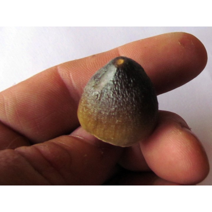 MOSASAURE  tooth Globidens phosphaticus (4)