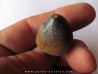 MOSASAURE tooth Globidens phosphaticus (4)