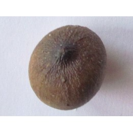 MOSASAURE  tooth Globidens phosphaticus (6)