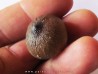 MOSASAURE  tooth Globidens phosphaticus (6)