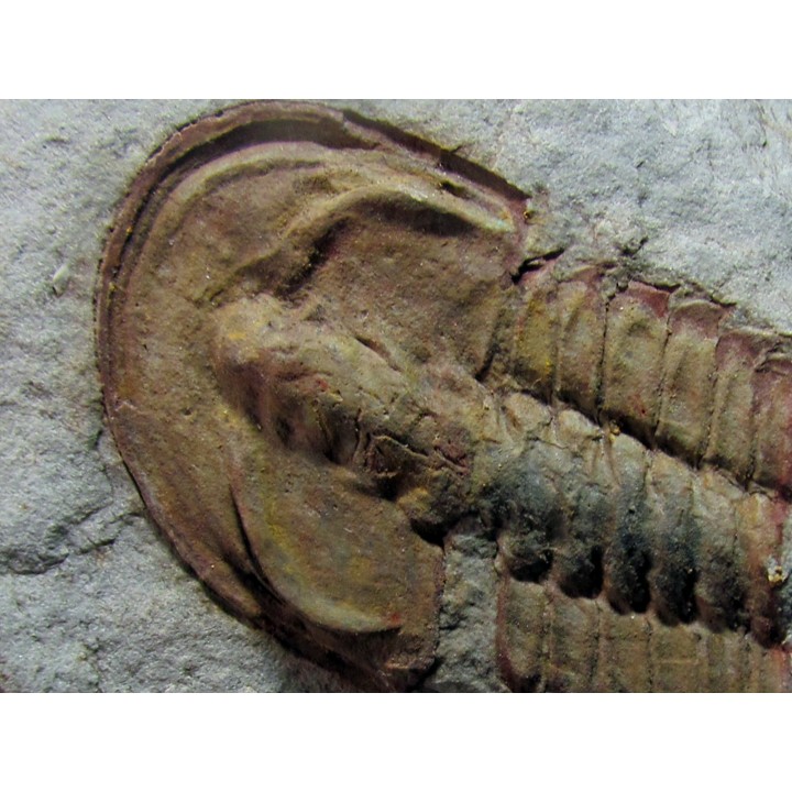 bondonella sdzuyi