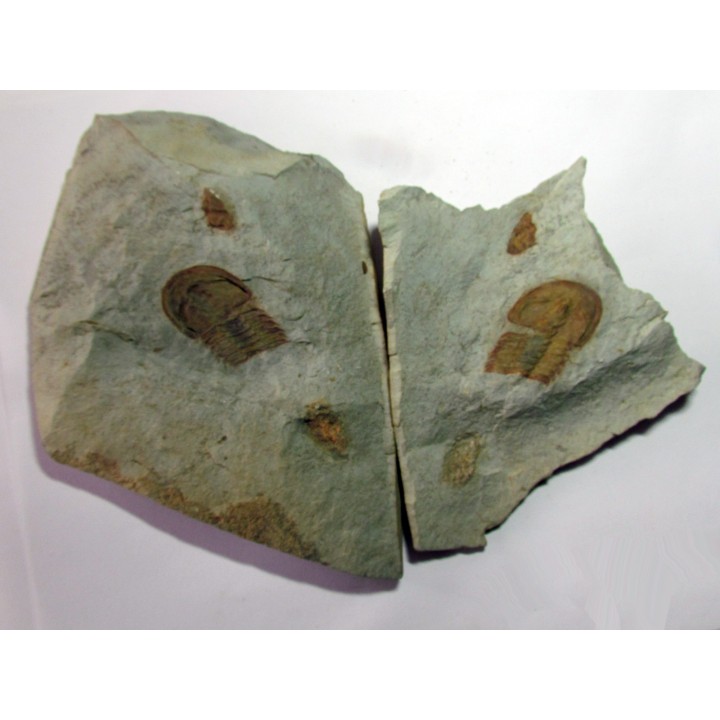 bondonella sdzuyi
