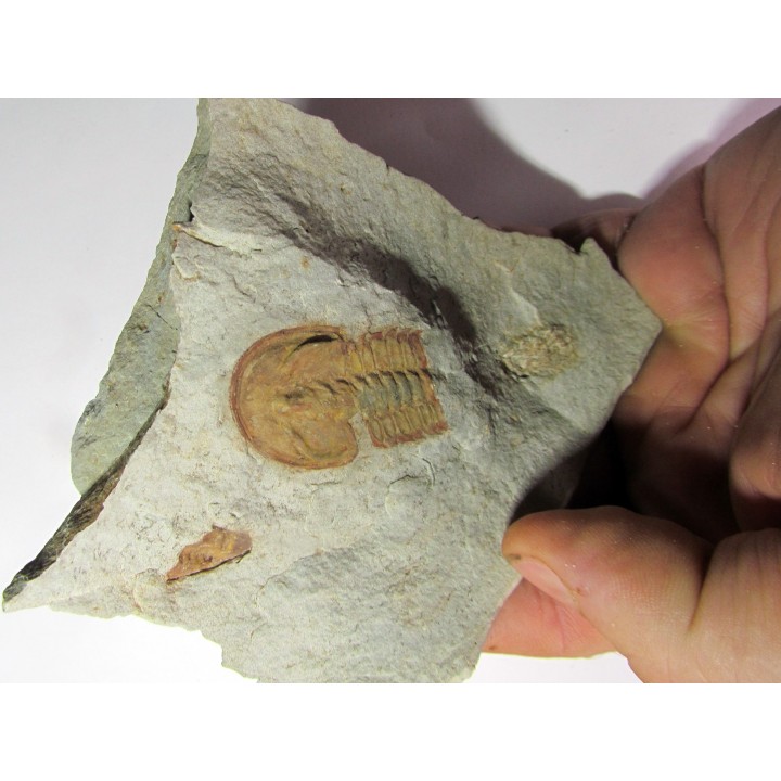 bondonella sdzuyi