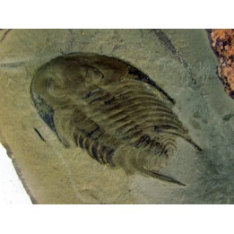 neltneria termieri (1)