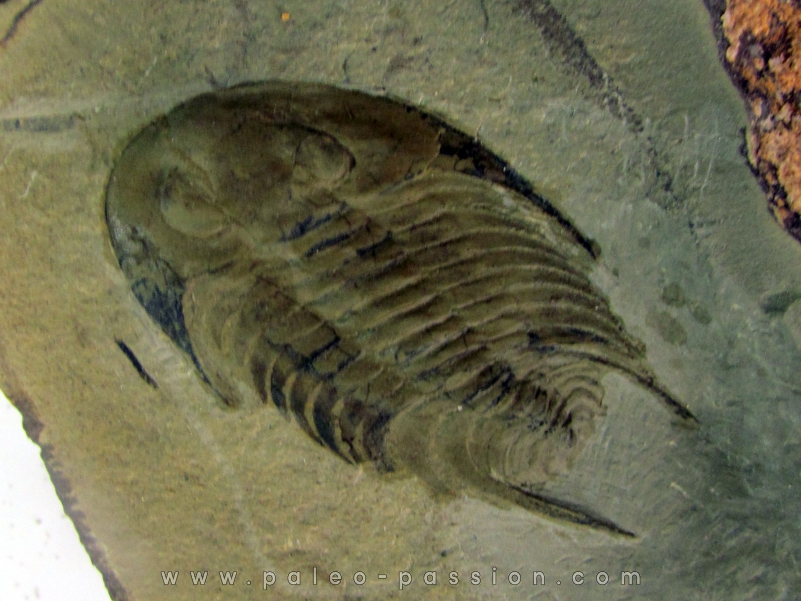 neltneria termieri (1)