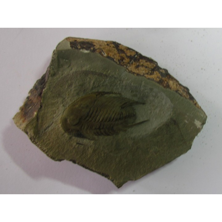 neltneria termieri (1)