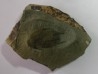 neltneria termieri (1)