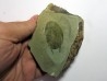 neltneria termieri (1)