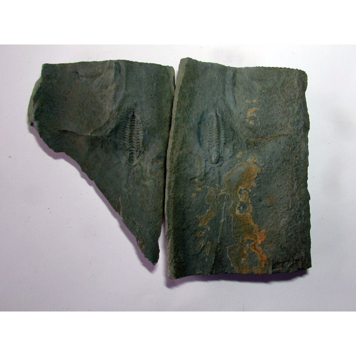 longianda  termieri (1)