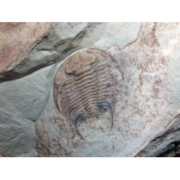 neltneria termieri (2)