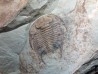 neltneria termieri (2)